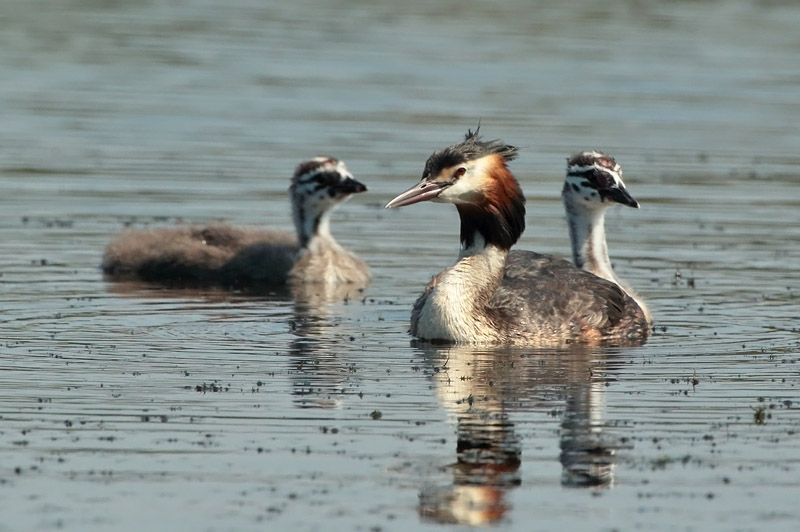 Silkkiuikku Podiceps cristatus