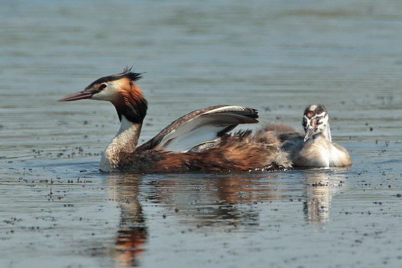 Silkkiuikku Podiceps cristatus