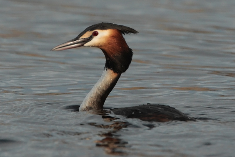 Silkkiuikku Podiceps cristatus