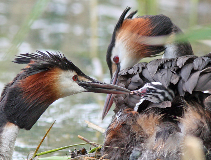 Silkkiuikku Podiceps cristatus