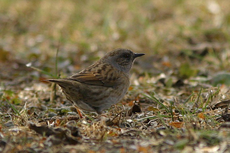 Rautiainen (Prunella modularis)