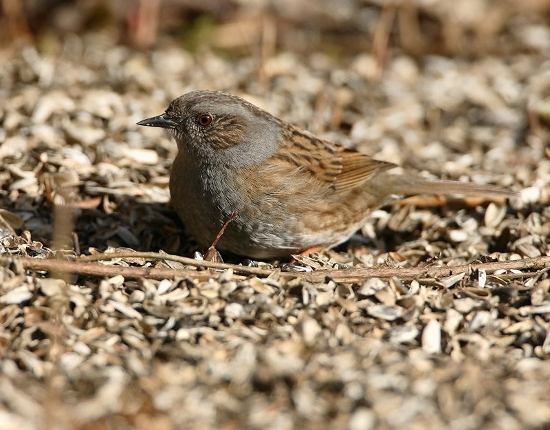 Rautiainen Dunnock (Prunella modularis)