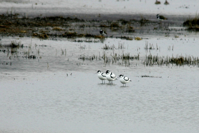 Avosetti, Avocet (Recurvirostra avosetta)