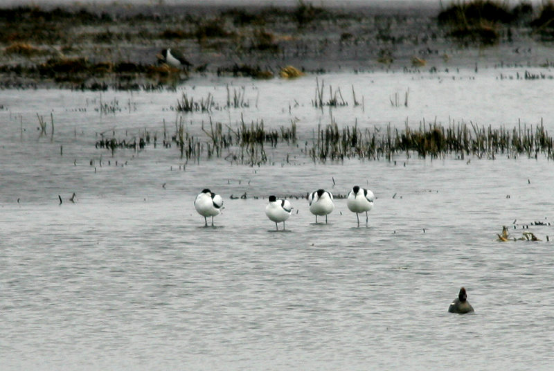 Avosetti, Avocet (Recurvirostra avosetta)