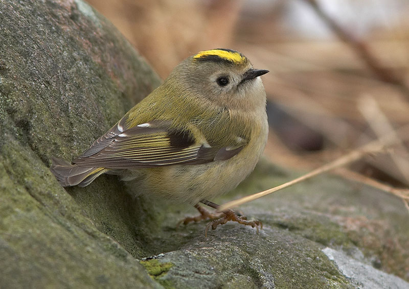 Hippi�inen Regulus regulus