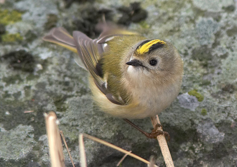 Hippi�inen Regulus regulus