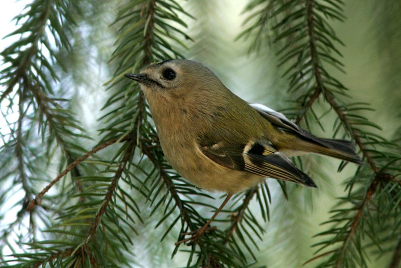 Hippi�inen Regulus regulus