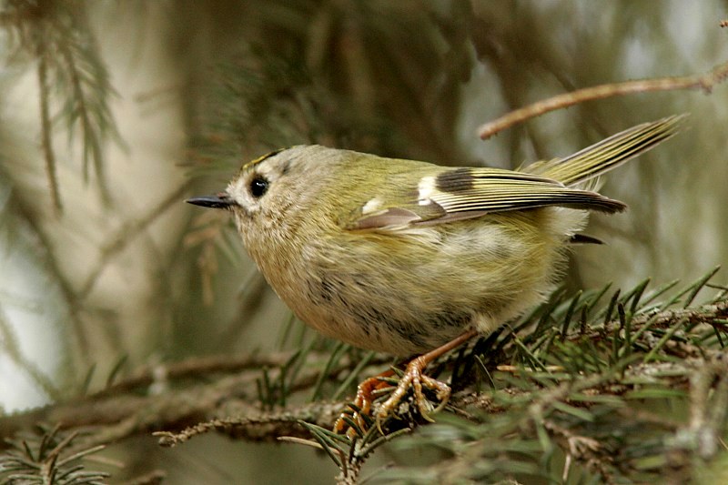 Hippi�inen Regulus regulus