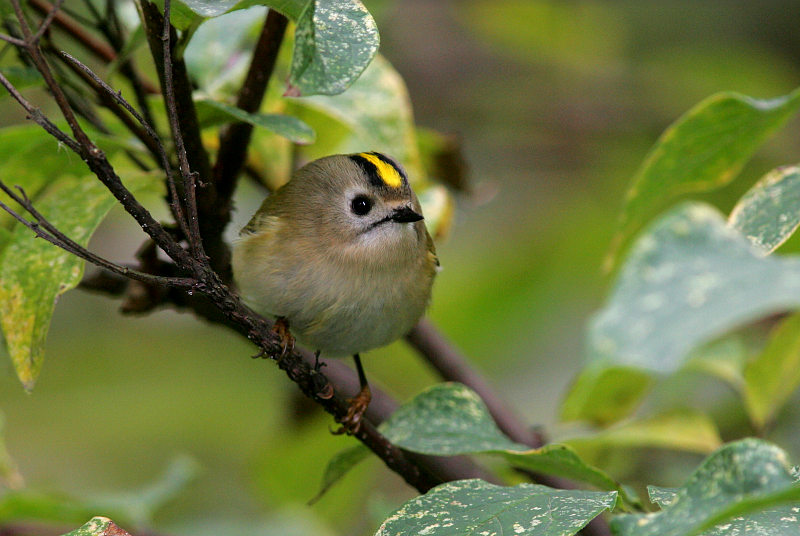 Hippi�inen Regulus regulus
