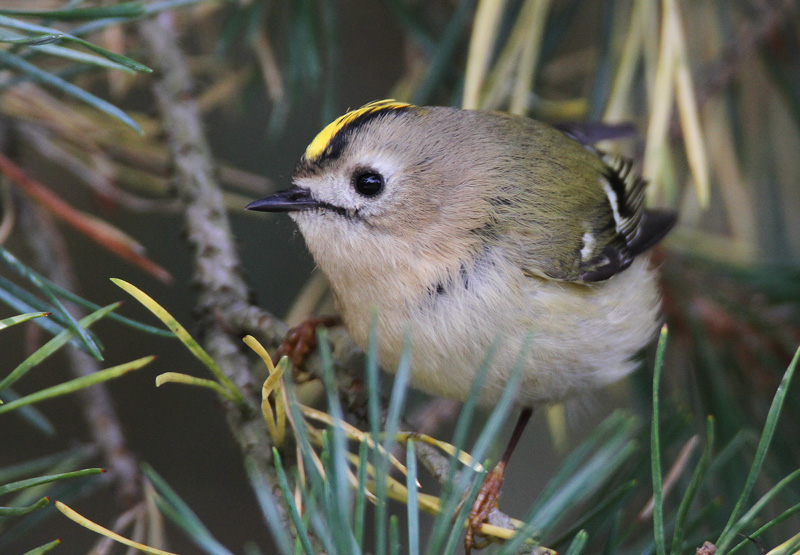 Hippi�inen Goldcrest Regulus regulus
