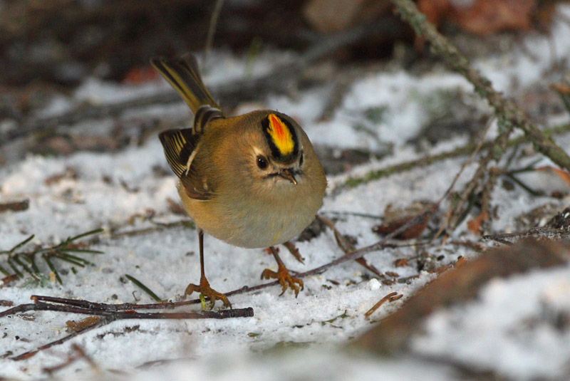 Hippi�inen Goldcrest Regulus regulus