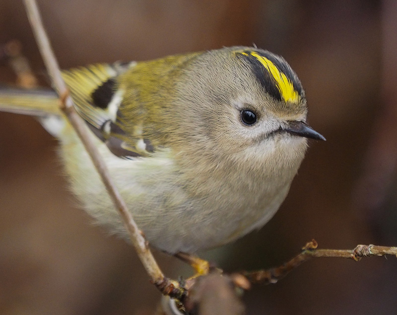 Hippi�inen Goldcrest Regulus regulus