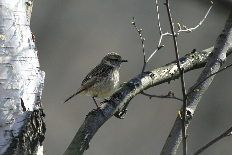 Mustap��tasku Stonechat (Saxicola torquata)