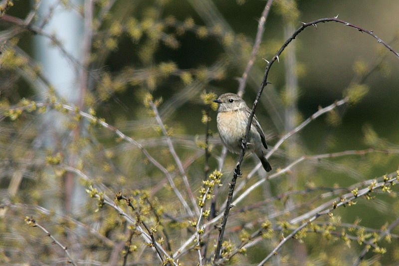 Mustap��tasku Stonechat (Saxicola torquata)