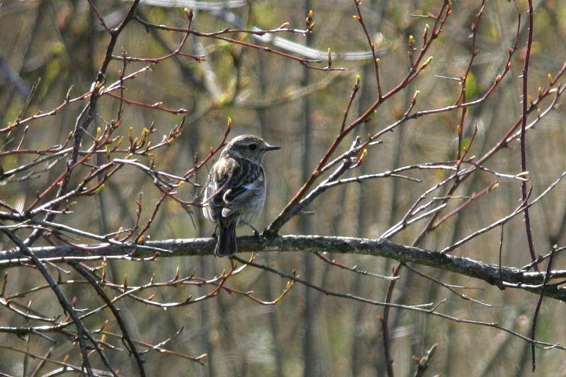 Mustap��tasku Stonechat (Saxicola torquata)
