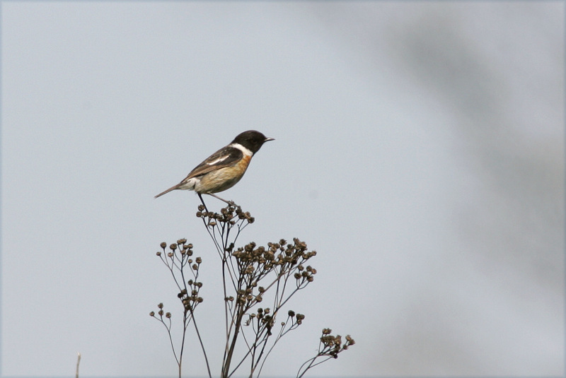 Mustap��tasku Stonechat (Saxicola torquata)