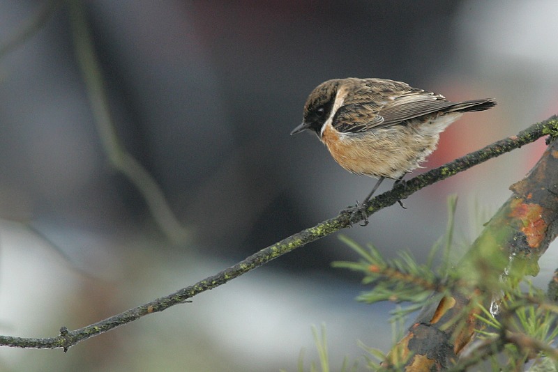 Mustap��tasku Stonechat (Saxicola torquata)