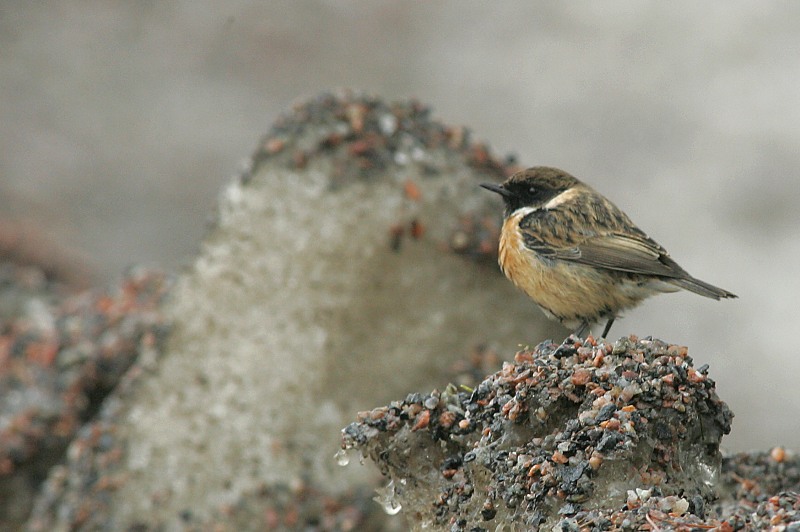 Mustap��tasku Stonechat (Saxicola torquata)