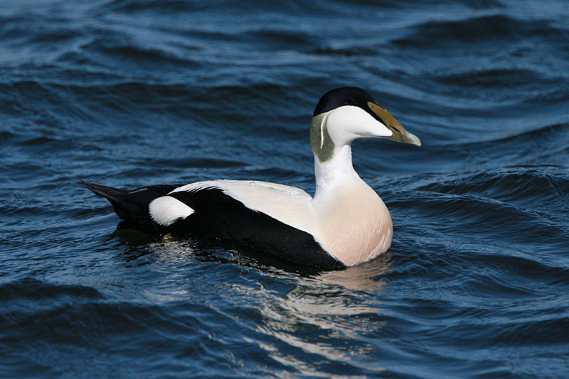 Haahka Common Eider (Somateria mollissima)