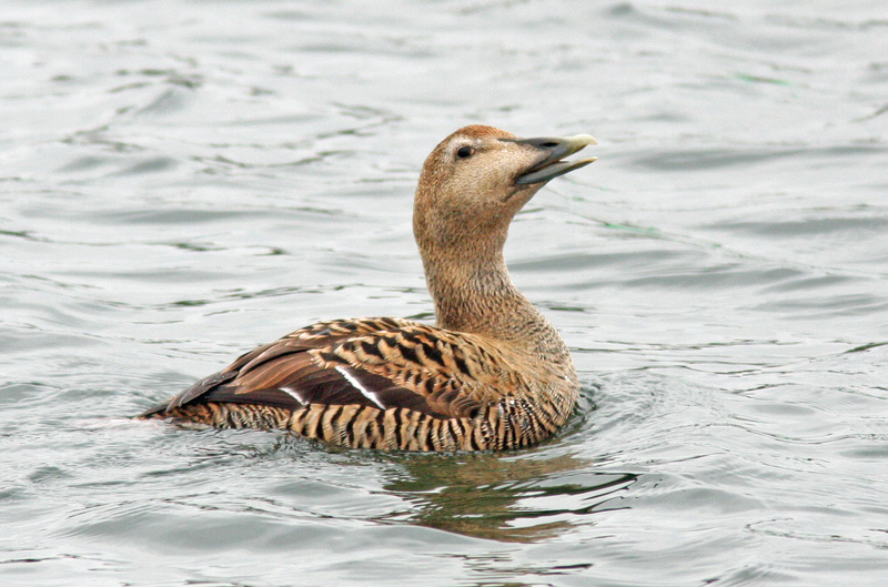 Haahka Common Eider (Somateria mollissima)