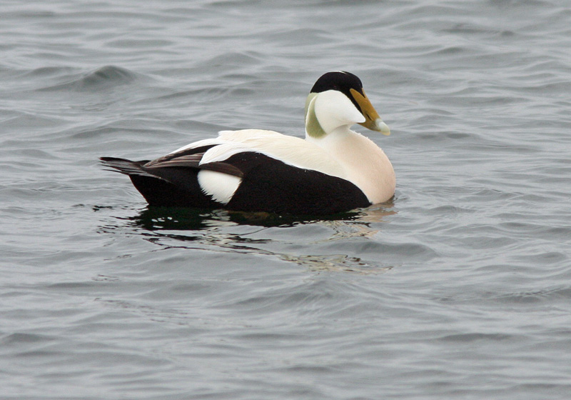 Haahka Common Eider (Somateria mollissima)