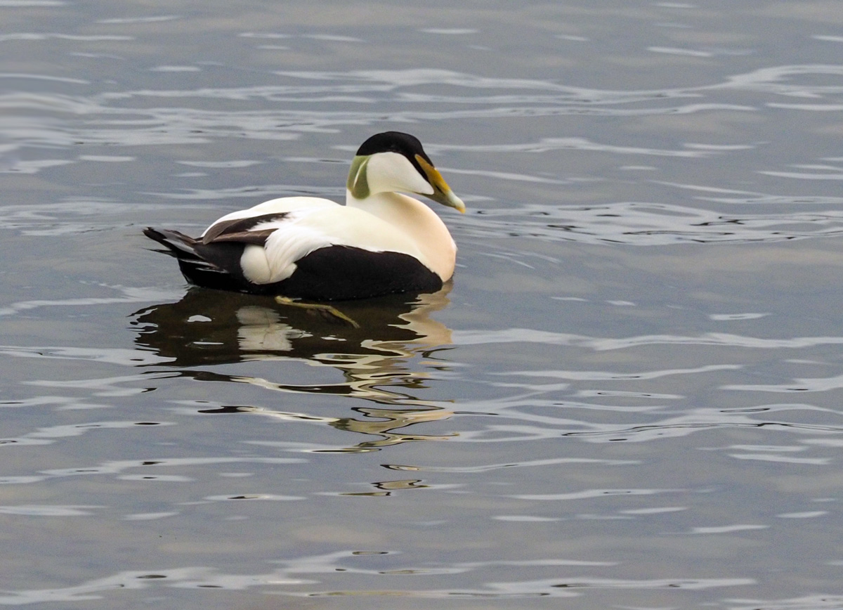 Haahka Common Eider (Somateria mollissima)