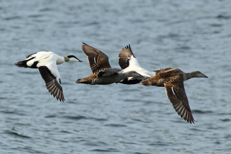 Haahka Common Eider (Somateria mollissima)