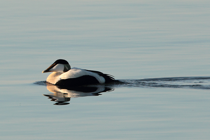 Haahka Common Eider (Somateria mollissima)