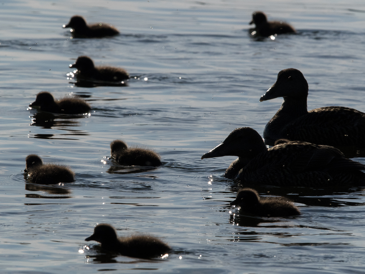 Haahka Common Eider (Somateria mollissima)