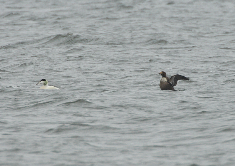 Kyhmyhaahka, King Eider (Somateria spectabilis)