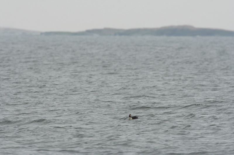 Kyhmyhaahka, King Eider (Somateria spectabilis)