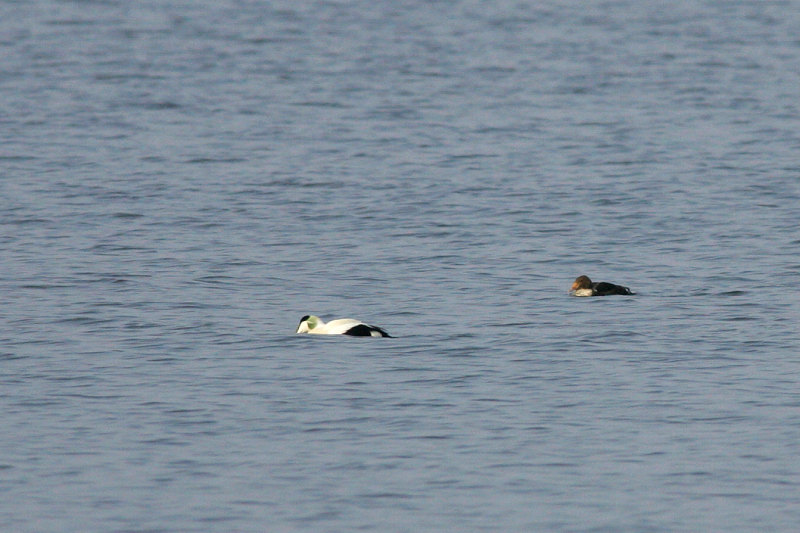 Kyhmyhaahka, King Eider (Somateria spectabilis)