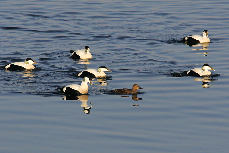 Kyhmyhaahka, King Eider (Somateria spectabilis)