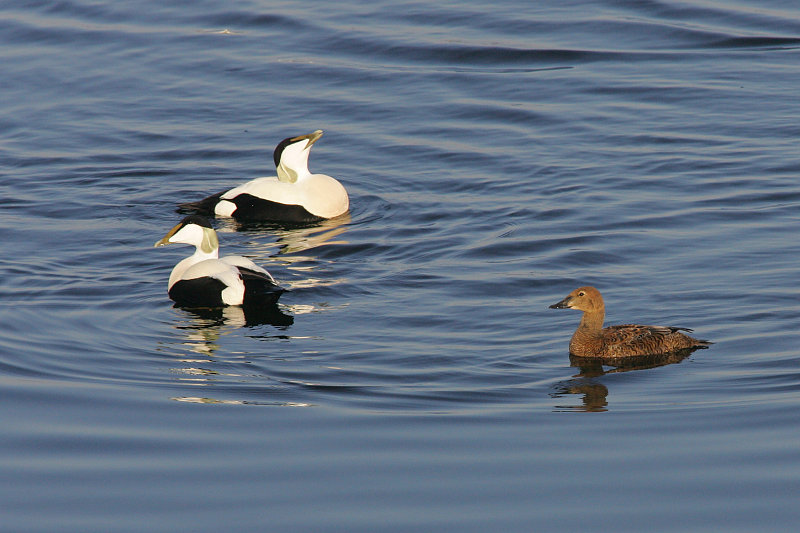 Kyhmyhaahka, King Eider (Somateria spectabilis)
