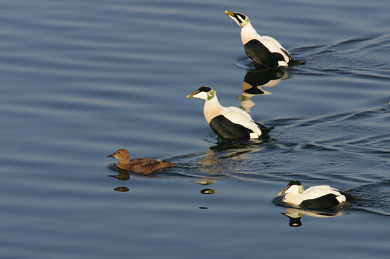 Kyhmyhaahka, King Eider (Somateria spectabilis)