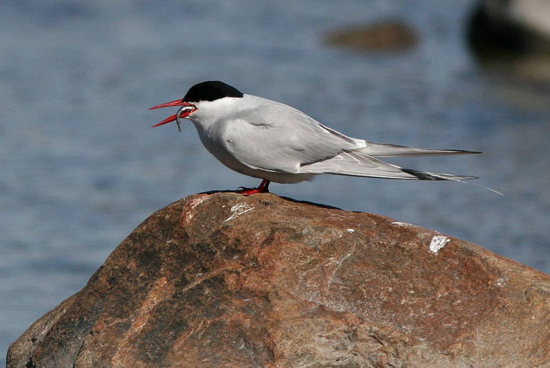 Lapintiira Arctic Tern (Sterna paradisaea)