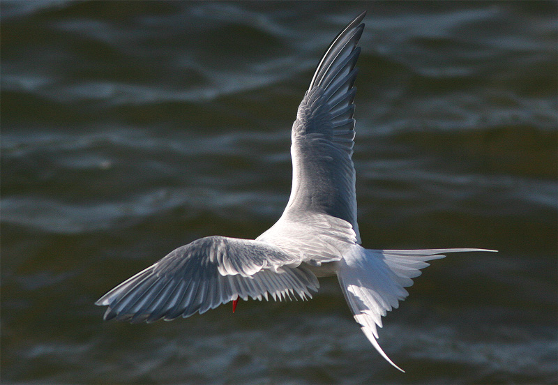 Lapintiira Arctic Tern (Sterna paradisaea)