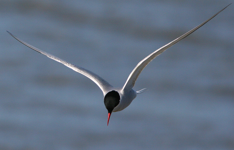 Lapintiira Arctic Tern (Sterna paradisaea)