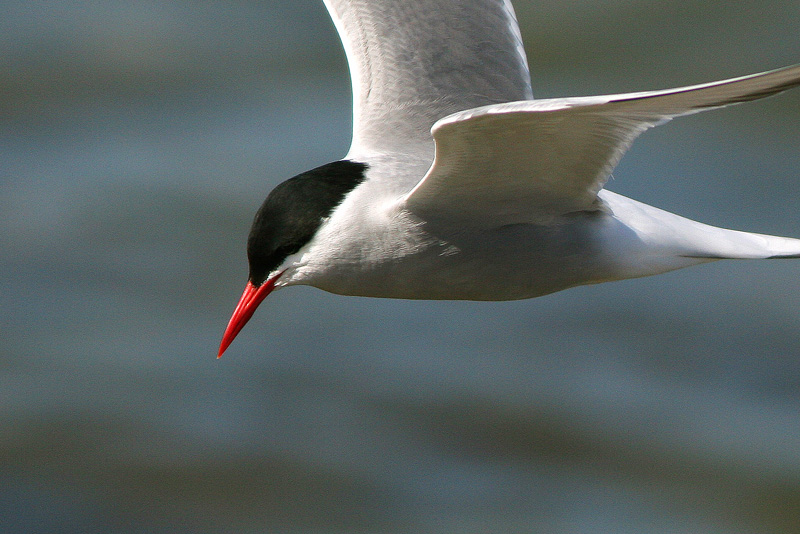 Lapintiira Arctic Tern (Sterna paradisaea)