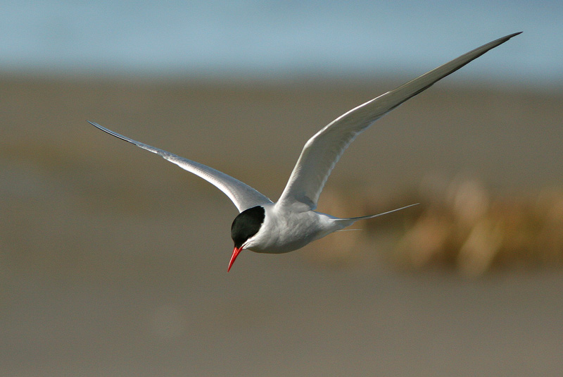 Lapintiira Arctic Tern (Sterna paradisaea)