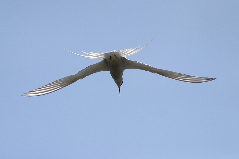 Lapintiira Arctic Tern (Sterna paradisaea)