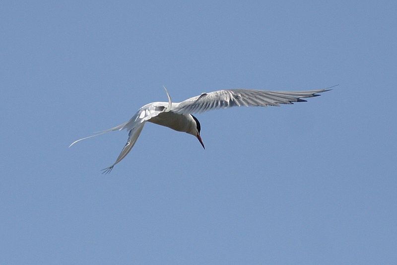 Lapintiira Arctic Tern (Sterna paradisaea)