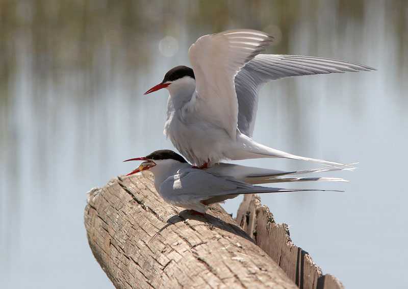 Lapintiira Arctic Tern (Sterna paradisaea)
