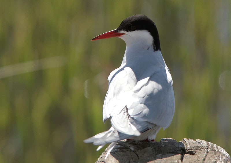 Lapintiira Arctic Tern (Sterna paradisaea)
