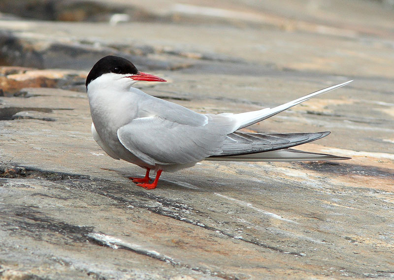 Lapintiira Arctic Tern (Sterna paradisaea)