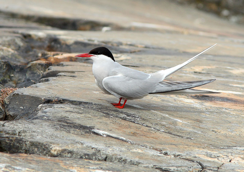 Lapintiira Arctic Tern (Sterna paradisaea)