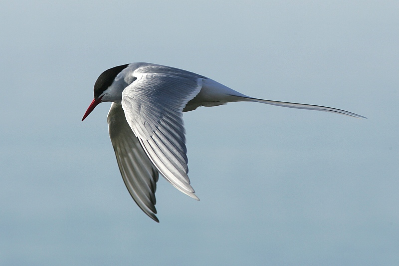 Lapintiira Arctic Tern (Sterna paradisaea)