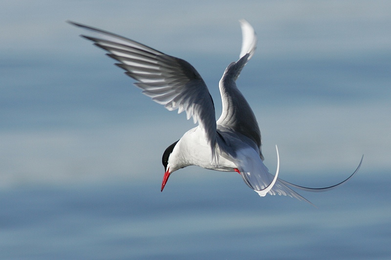 Lapintiira Arctic Tern (Sterna paradisaea)