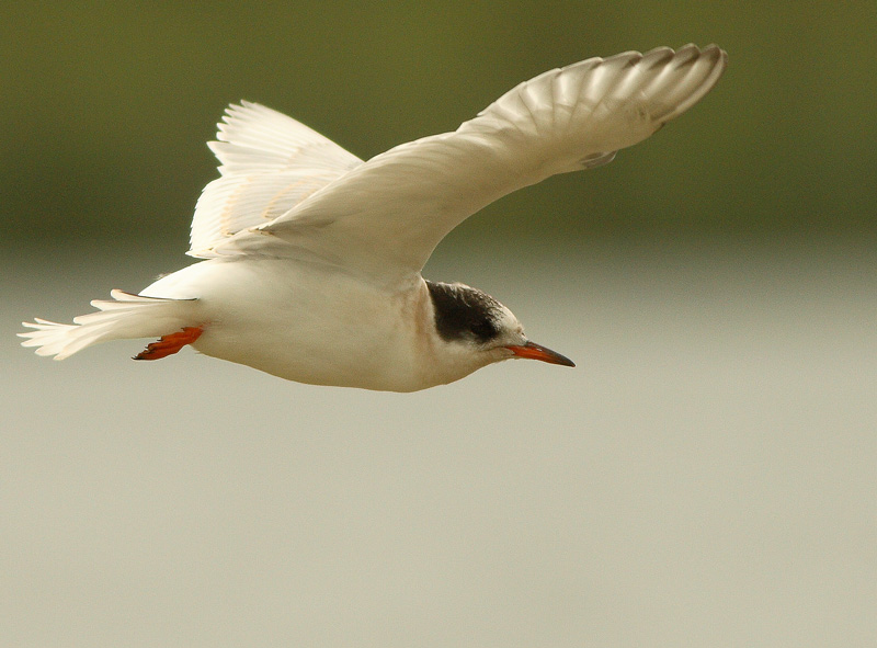 Lapintiira Arctic Tern (Sterna paradisaea)