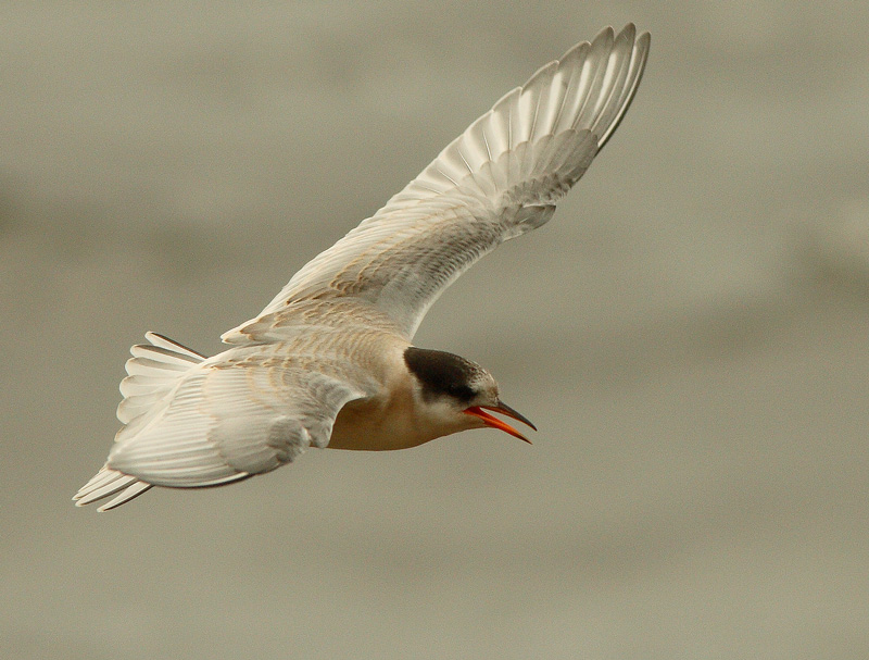 Lapintiira Arctic Tern (Sterna paradisaea)